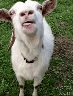 gyatt gifs|funny goat gifs.